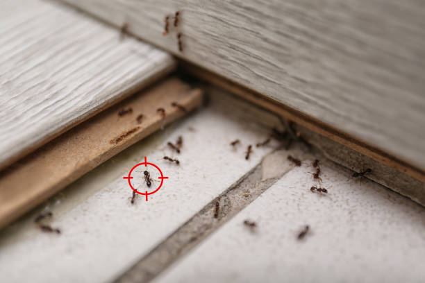Trusted Bryn Mawr Skyway, WA Pest Control Experts